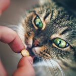 Suplementos